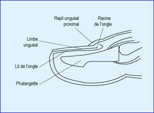 schéma ongle incarné